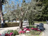 Vatikanische Gärten Rom