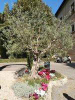 Vatikanische Gärten Rom