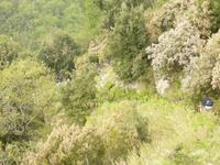 Blühende Baumheide im Valle delle Ferriere