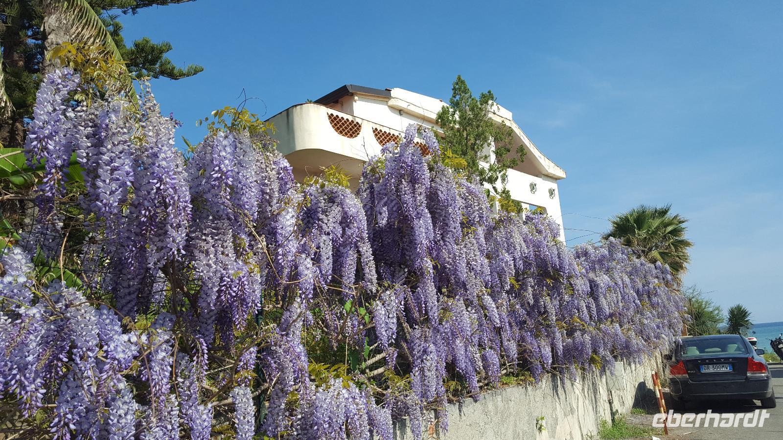 üppiger Blauregen am Meer