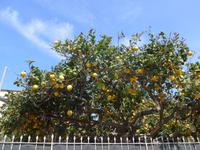 Italien, Santa Maria di Castelabate, Zitronen