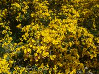 Italien, Santa Maria di Castelabate, Stechginster