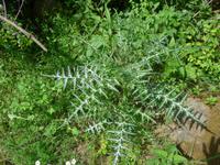 Italien, Wanderung Santa Maria - Agropoli, Silberdistel
