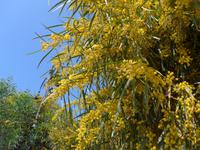Italien, Marina di Camerote, Mimose