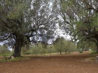 Italien, Marina di Camerote, Olivenhain