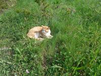 Italien, Wanderung Marina di Camerote