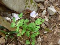 Italien, Magliano Nuovo, Calore Schlucht