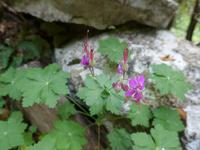 Italien, Magliano Nuovo, Calore Schlucht