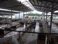 Italien, Paestum, Büffelfarm Vannulo