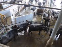 Italien, Paestum, Büffelfarm Vannulo