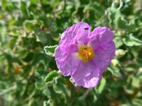 Italien, Capri, rosa Zistrose
