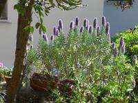 Italien, Capri, blauer Natternkopf