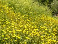 Wanderung nach Portofino 7