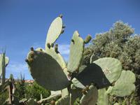 Feigenkaktus im Valle dei Templi