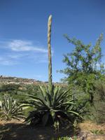 Yucca