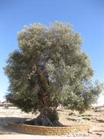 Olivenbaum im Valle dei Templi