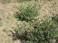 Lipari - Kapernpflanzen