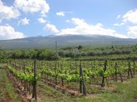 Weinanbau des Agriturismo 