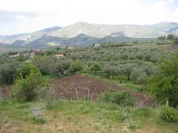 Die Olivenplantage des Agriturismo 