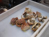 Catania - Fischmarkt