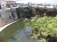 Siracusa - die Quelle Aretusa (Süßwasserquelle)