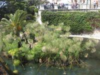 Siracusa - die Quelle Aretusa (Süßwasserquelle)