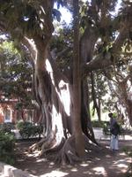 Siracusa - uralte Gummibäume