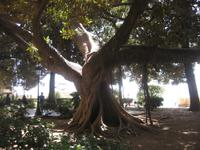 Siracusa - uralte Gummibäume