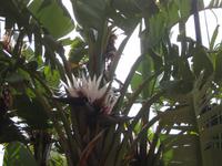 Strelizienblüten im Garten vom Hotel 