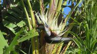 Große Schwester - Baum-Strelitzie (Strelitzia nicolai)