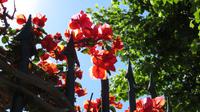 Bougainvillea