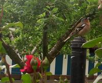 Ein Vogel in Kaltern