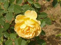 Ravello Villa Cimbrone 9