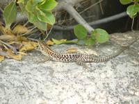 Beobachter am Wegesrand