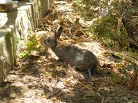 Caprihase auf Beutezug