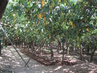 Führung über Zitronenplantage (4)