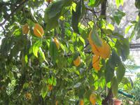 Führung über Zitronenplantage (6)