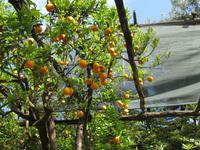 Führung über Zitronenplantage (9)