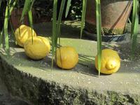 Führung über Zitronenplantage (10)