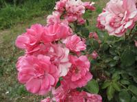 Parco Virgiliano (2)