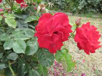 Parco Virgiliano (3)