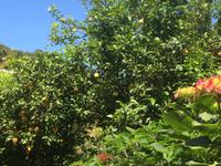 Überall wachsen Zitronenbäume auf Capri