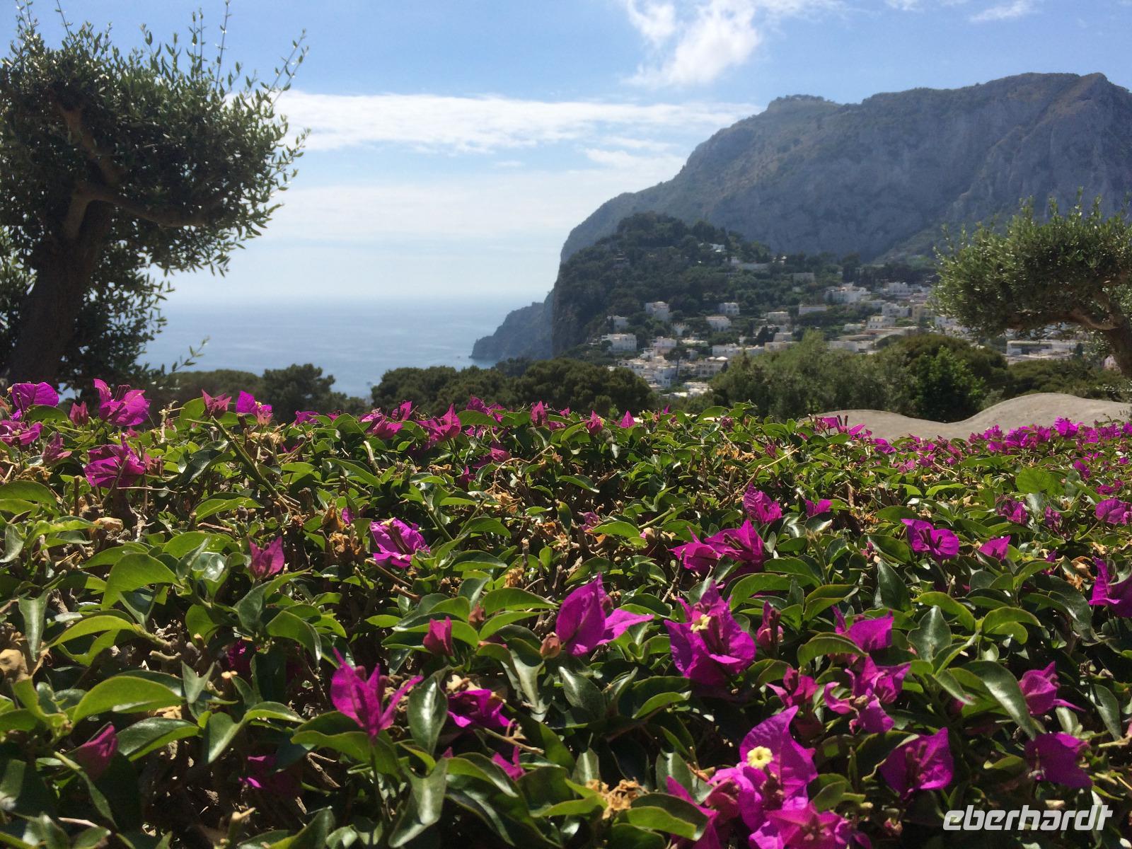 Alles steht in Blüte