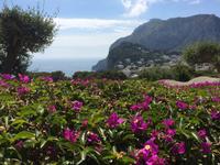 Alles steht in Blüte