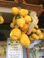 Riesige Zitronen auf Capri