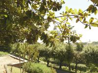 26.05.2017 Vatikanische Gärten