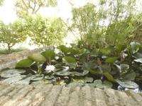 26.05.2017 Villa Medici