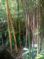 Bambus