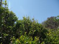 Singlereise Sardinien - Mirtestrauch, Insel Maddalena