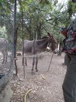 Singlereise Sardinien - Hirtenessen